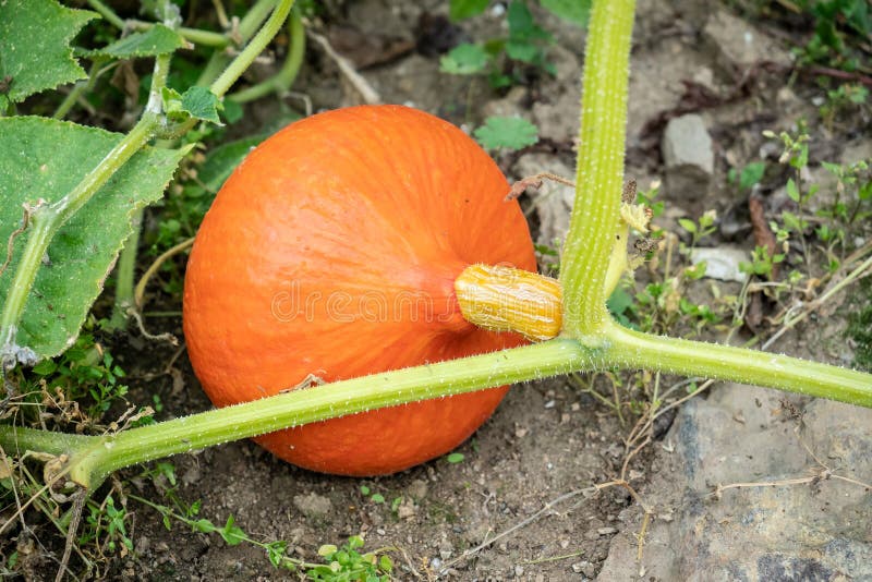 HokkaidoKürbis Im Garten Wachsender HokkaidoKürbis