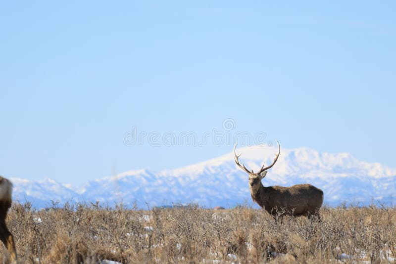 Hokkaido Sika Deer Cervus nippon yesoensis in Hokkaido Japonia zdjęcie stock