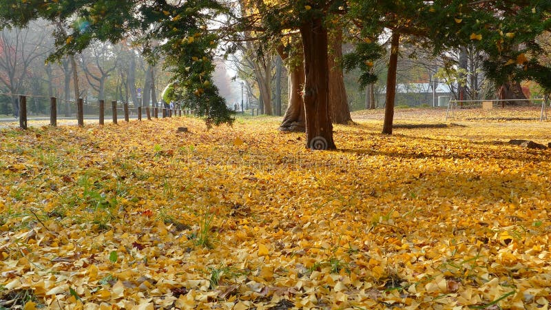 Hokkaido universitet på nedgångsäsongen