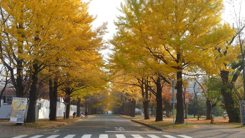 Hokkaido universitet på nedgångsäsongen