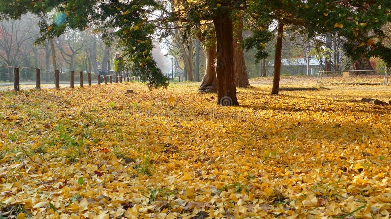 Hokkaido universitet på nedgångsäsongen