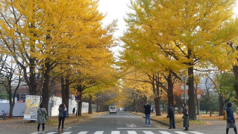 Hokkaido universitet på nedgångsäsongen