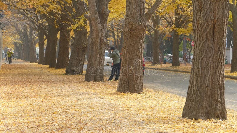 Hokkaido universitet på nedgångsäsongen