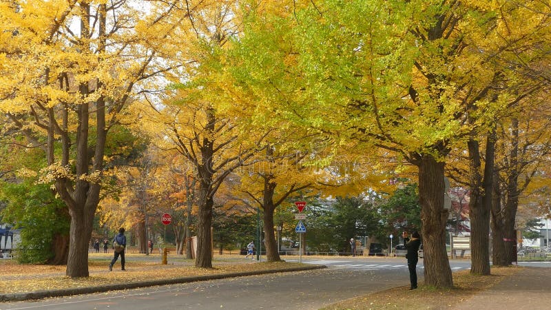 Hokkaido universitet på nedgångsäsongen