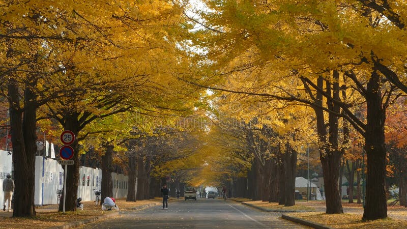 Hokkaido University Ginkgo på hösten