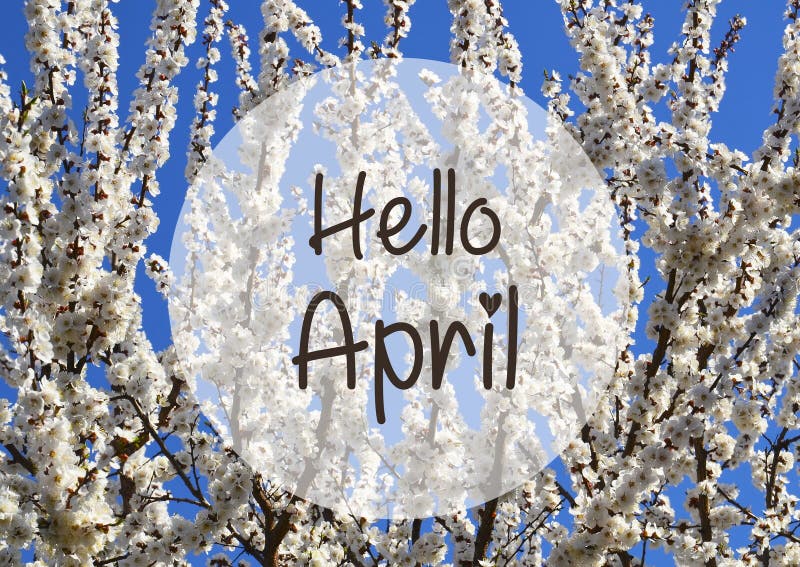 Hola abril saludo cardwhite sakura o flores de cerezo en un fondo cielo azul.