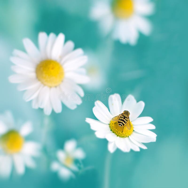 Close-up of bee on white chamomile. Close-up of bee on white chamomile
