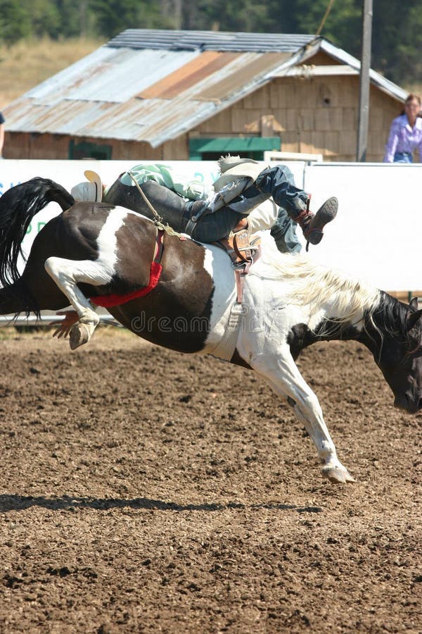 Cowboy tiene cara la vita, come il bronco tenta di buttarlo.