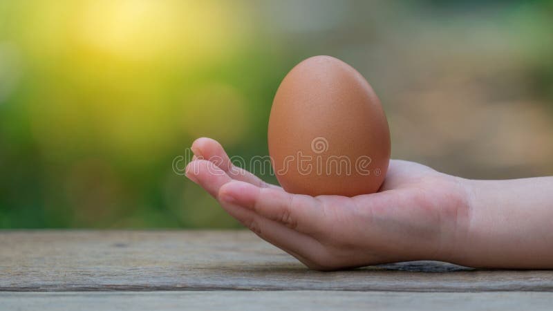 Hand Holding Brown Egg Stock Images Download 1007 Royalty Free Photos