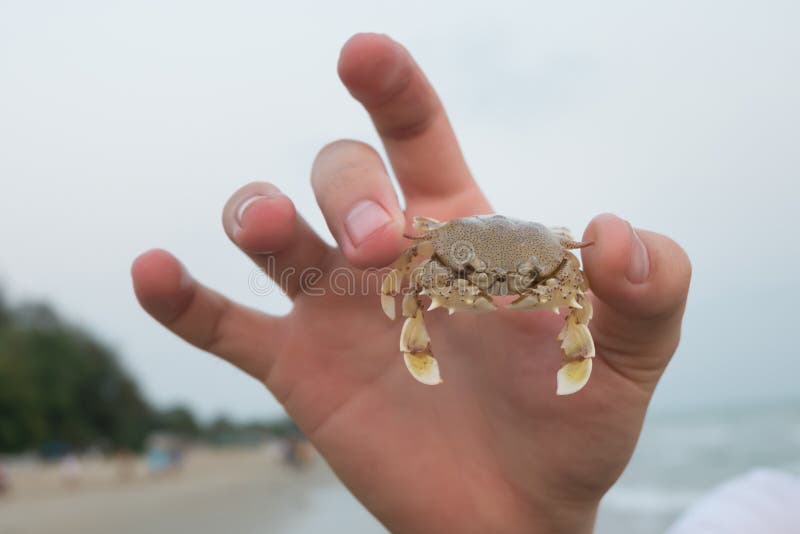 Holding Crab on Hand at the Beach. Stock Image Image of curious