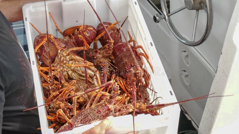 Holding a crate of southern rock lobster