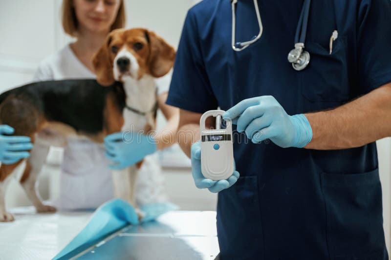 Holding electronic device in hand. Two veterinarians are working with beagle dog in clinic royalty free stock photos
