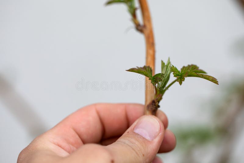 Holding fresh growing raspberry branch stock photos