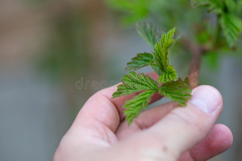 Holding fresh growing raspberry branch stock photos