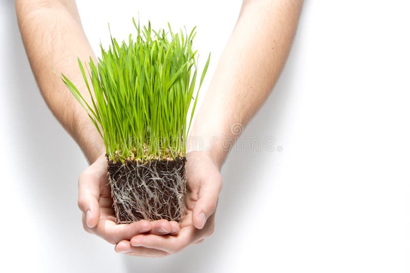 Holding grass sprouts