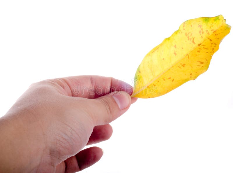 Holding leaf isolated