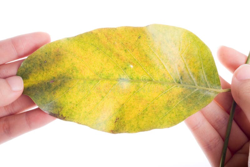 Holding leaf isolated