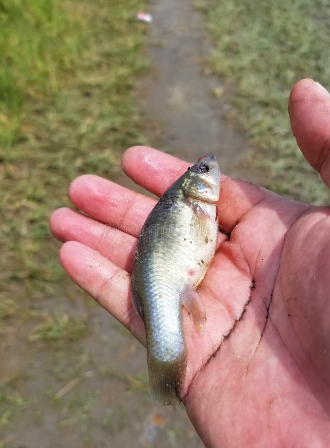 Holding a Minnow for Fishing Bait Stock Photo Image of live, holding