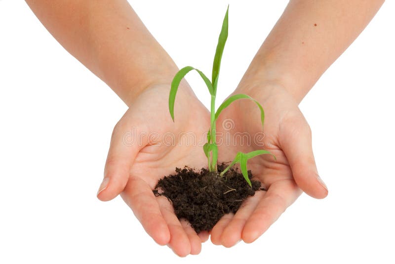Two hands are holding a young plant. Regenerate stock images, royalty-free photos and pictures