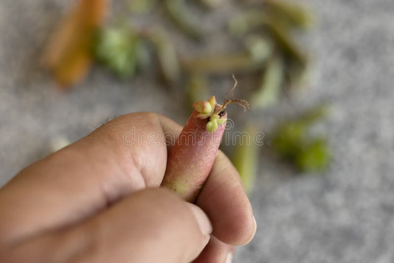 Holding a Succulent Leaf with Tiny Roots Growing in an Early