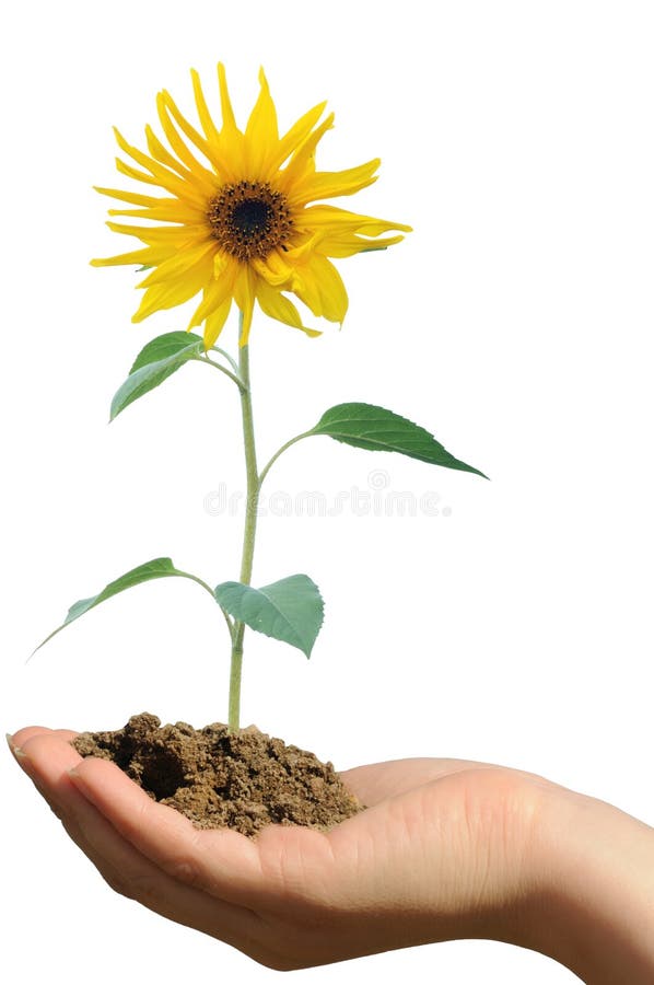 Holding the sunflower