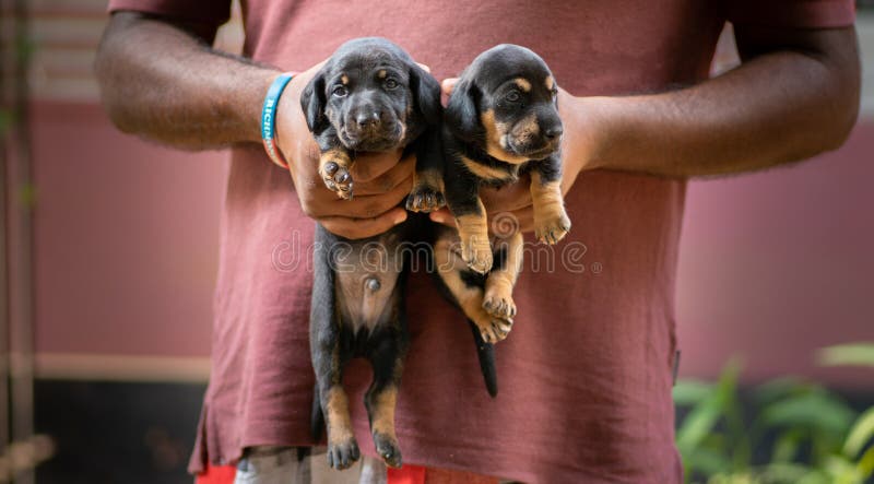 Holding two newborn dachshund pups in the air by its owner, two weeks old puppies looking so innocent and adorable together. black