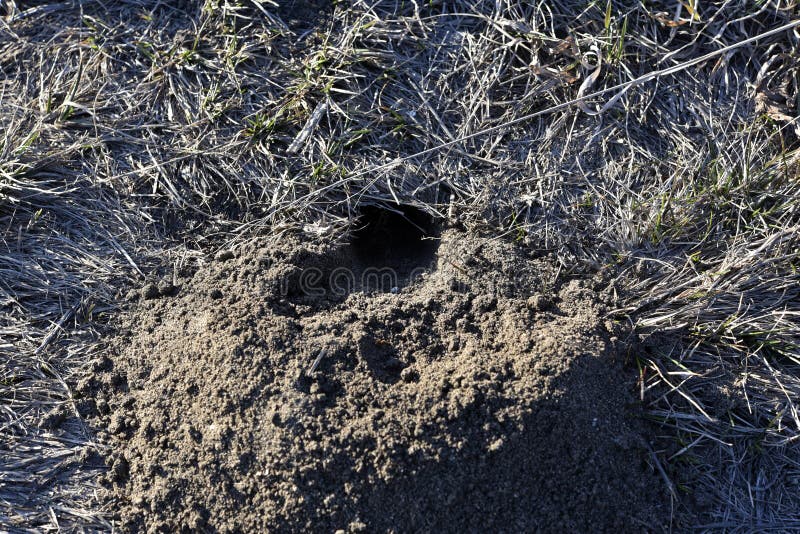 A hole in the ground. Groundhog burrow in the field
