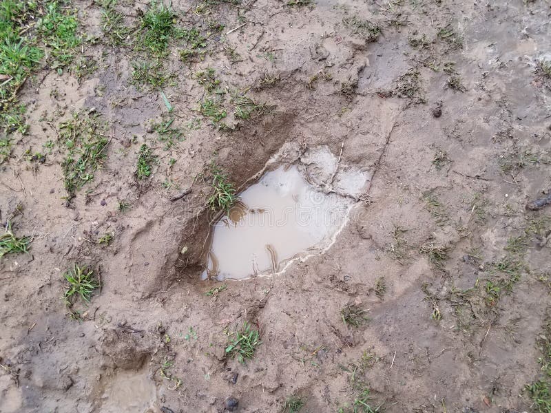 Hole with Muddy Water and Mud and Grass Stock Image Image of grass