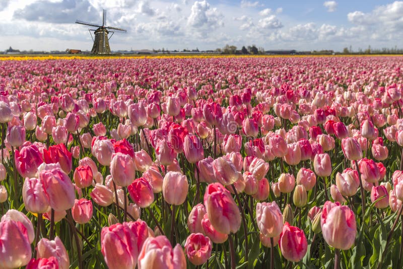 holendera wiatraczek krajobrazowy tulipanowy