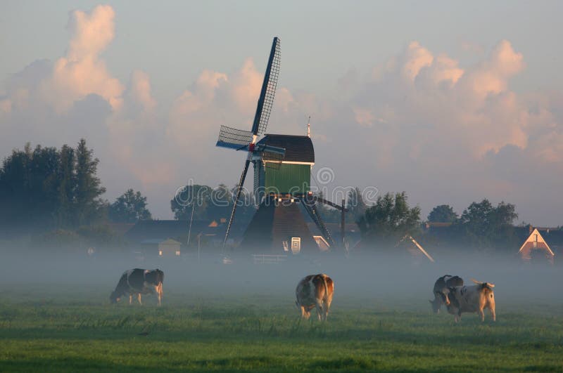 Holenderski krowy rano mgły