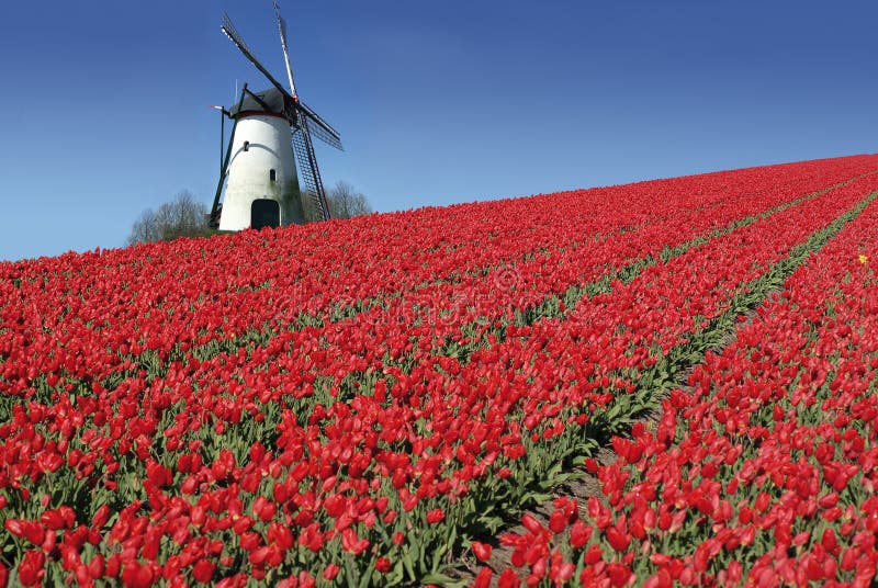 Holenderów czerwone młyńscy tulipany