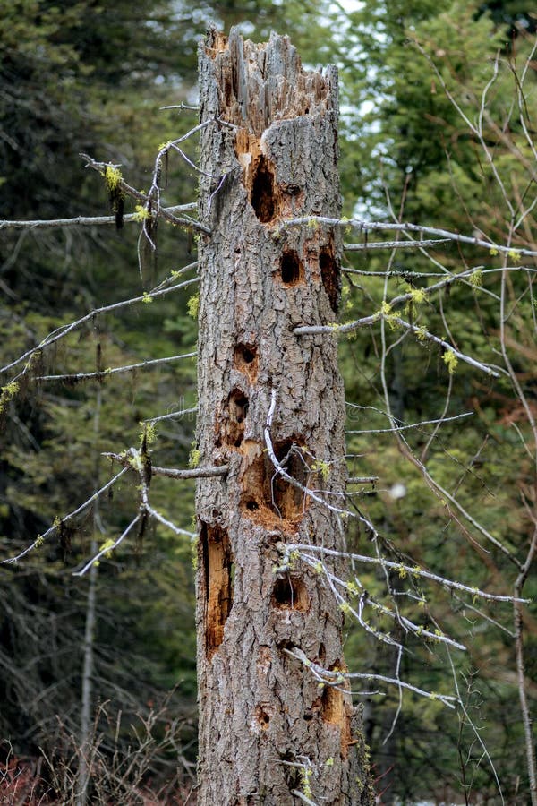 Woodpecker markings on an old dead pine tree in an Idaho forest