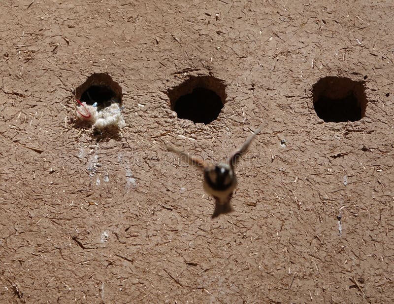 Holes and small bird in Morocco, in the desert, in Africa