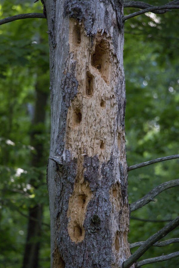 Woodpecker holes in a tree stock photo. Image of woodpeckers - 123569916