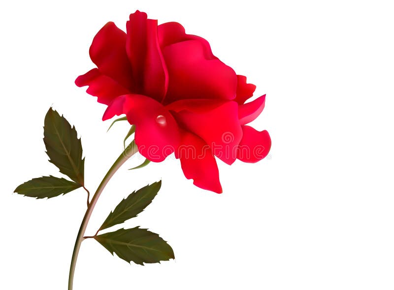 Beautiful Red Rose on a White Background. Vector. Stock Vector ...