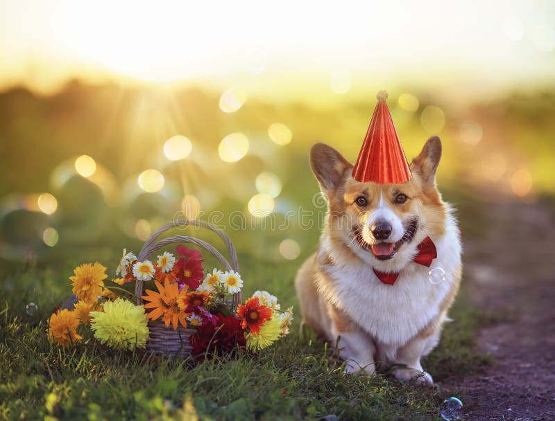 Holiday card with a cute corgi dog sits on a green meadow in the garden with a basket of flowers and in a hat among the sun glare stock image