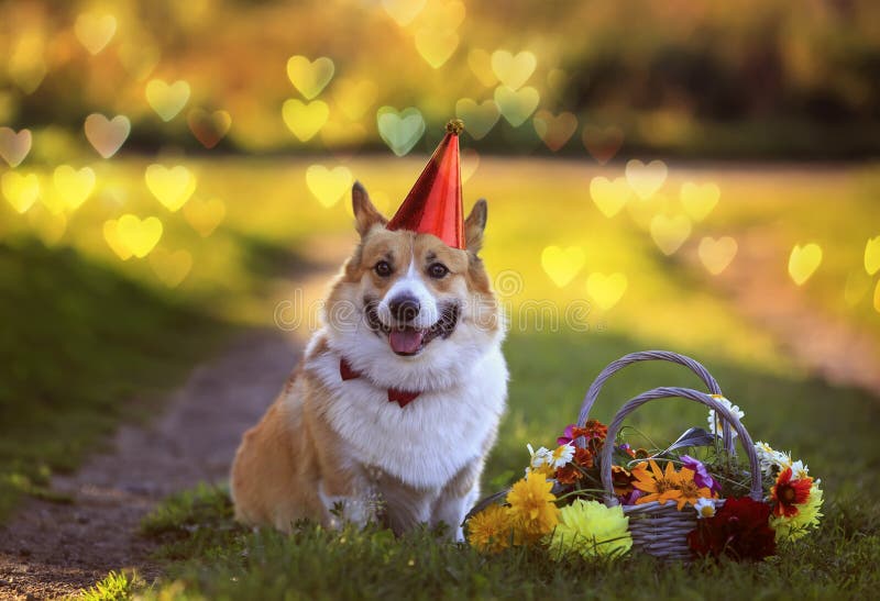 Holiday card with a cute corgi dog sitting on a green meadow in the garden with a basket of flowers and in a hat among sun glare royalty free stock images