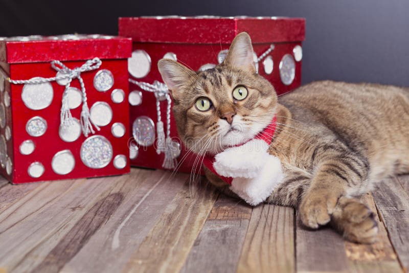 Christmas kitten stock image. Image of shorthair, adorable - 35905905