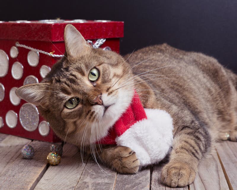 Christmas kitten stock image. Image of shorthair, adorable - 35905905