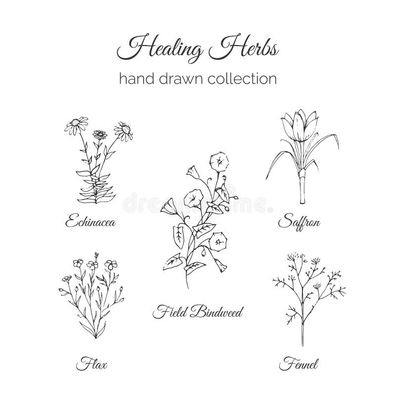 Holistic Geneeskunde Helende Kruidenillustratie Echinacea, Vlas, Gebiedswinde, Saffraan en Venkel Vectorayurvedic royalty-vrije illustratie Holistic Geneeskunde Helende Kruidenillustratie Echinacea, Vlas, Gebiedswinde, Saffraan en Venkel Vectorayurvedic royalty-vrije illustratie