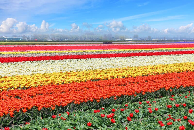 Holland-Tulpenfeld stockfoto Holland-Tulpenfeld stockfoto