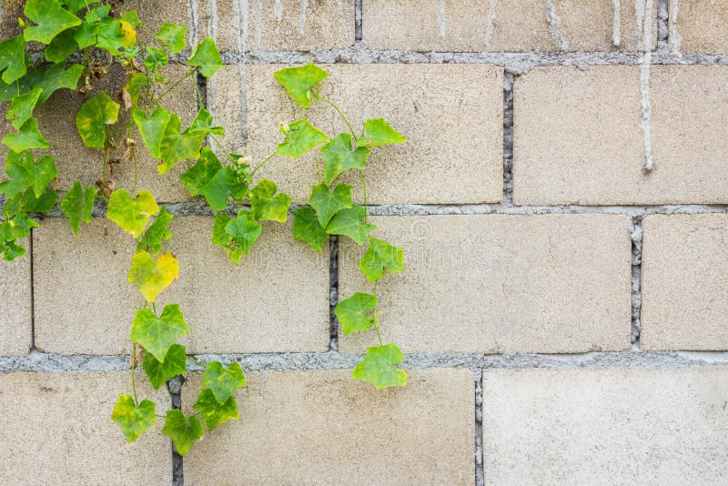 Hollow brick wall