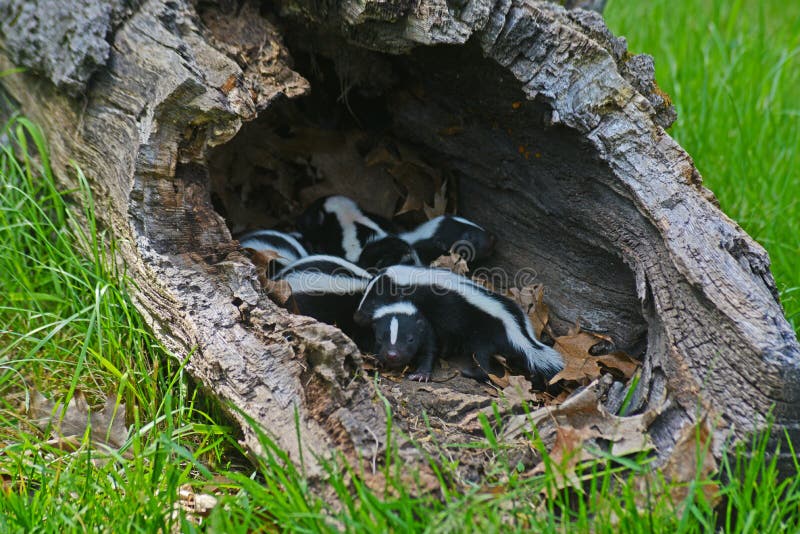 Hollow log filled with baby skunks.