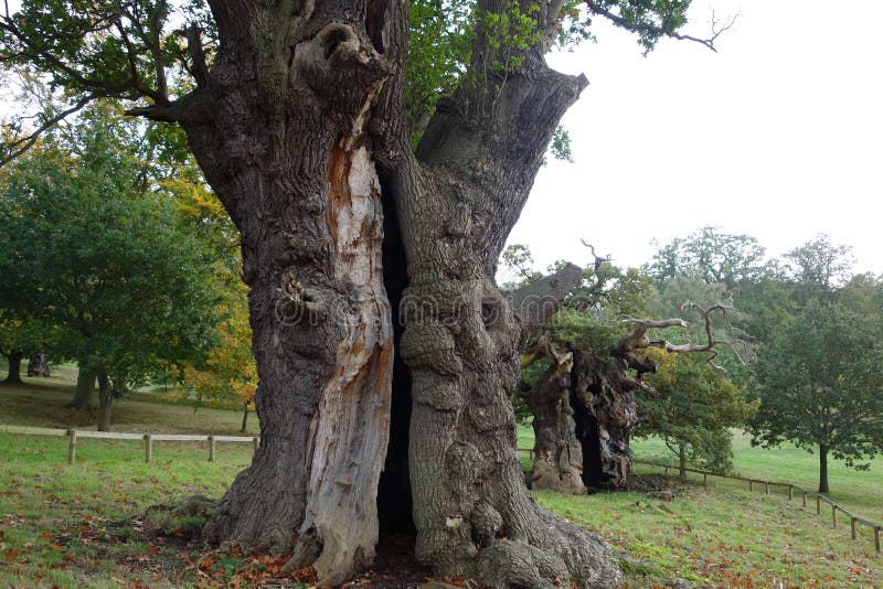 Hollow Oaktree in a Meadow stock image. Image of ancient 164244447