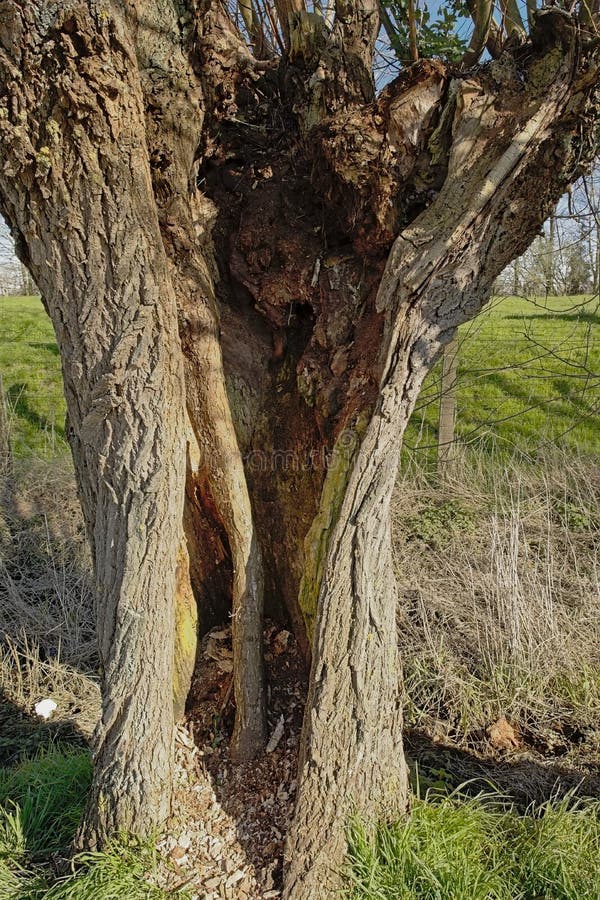Hollow pollarded willow trunk along a meadow in the Flemish countryside. Ghent, Belgium. Hollow pollarded willow trunk along a meadow in the Flemish countryside. Ghent, Belgium