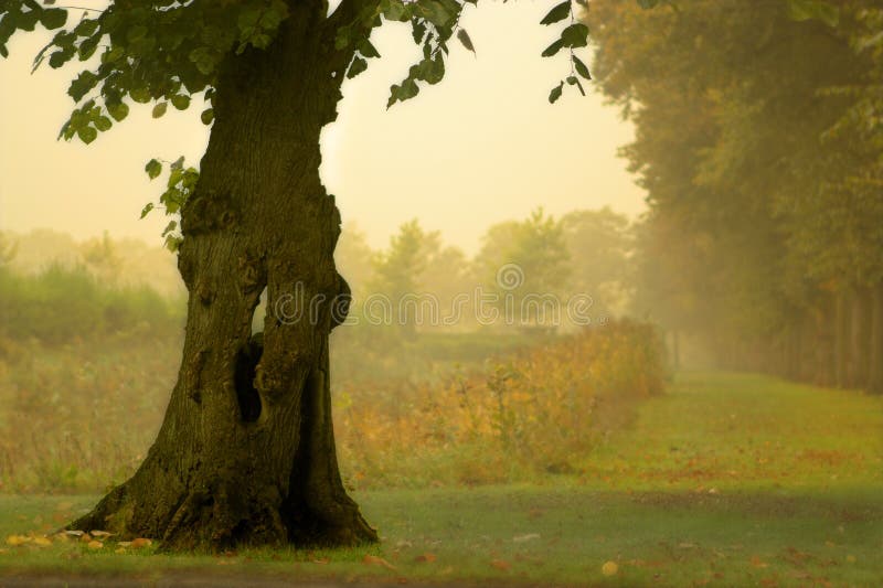 Hollow tree stock photo Hollow tree stock photo