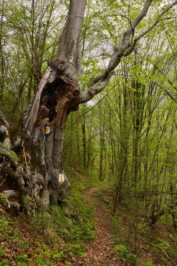 Hollow tree along forest trail stock photo
