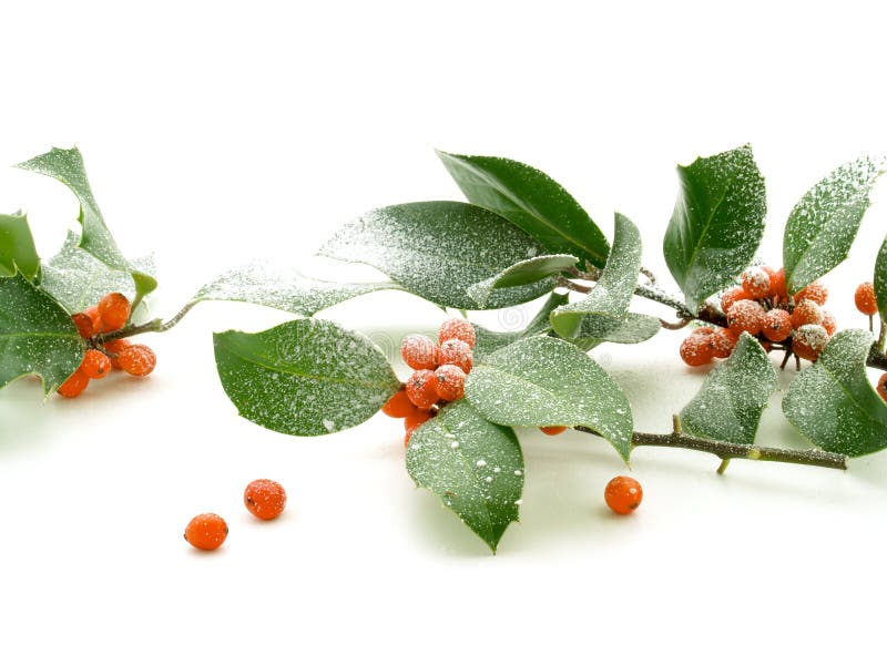 Holly leaves and red berries on white