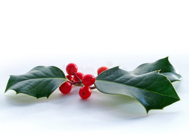 Sprig of holly leaves with red berries