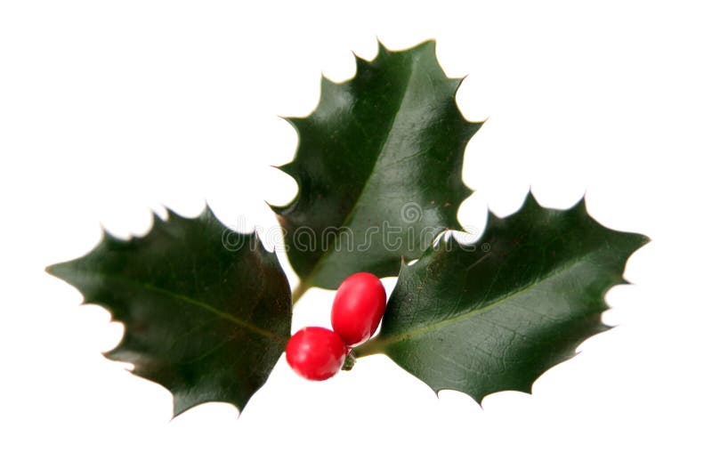 Holly Leaves and Berries - isolated